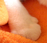 Cats Paw